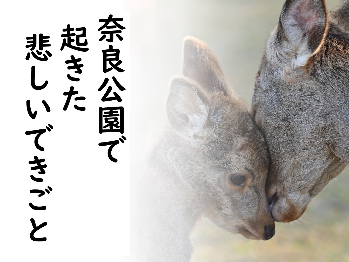 『こつぶちゃん物語』