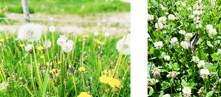 柳さんがよく散歩に出かけるはらっぱ。草花がやさしくゆれています